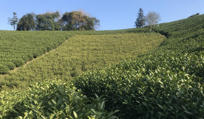 安吉霏白茶场 —— 只生产原产地安吉白茶
